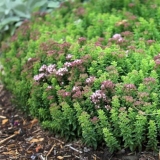 Gdje sakupiti i kako pripremiti origano (origano)